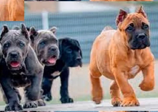 French bulldog puppies for sale