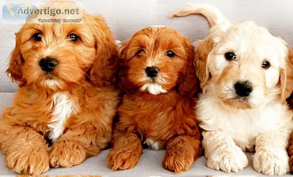 Westiepoo/cane corso/cockapoo/labradoodle/french bulldog