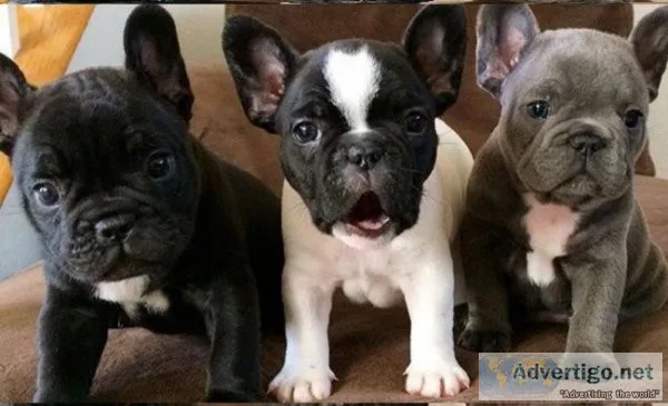 Westiepoo/cane corso/cockapoo/labradoodle/french bulldog