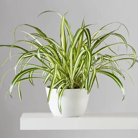 Indoor plants for sale