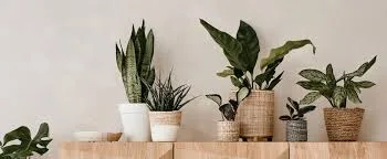 House plant delivery