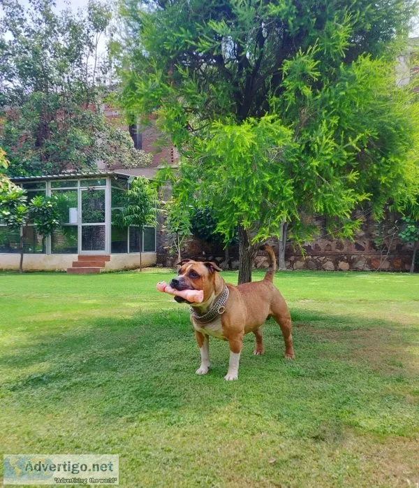 Dog grooming services in gurgaon