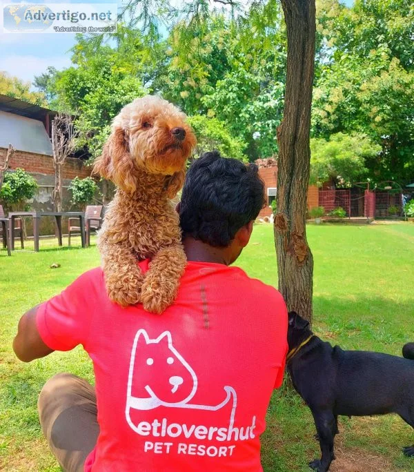 Dog grooming services in gurgaon