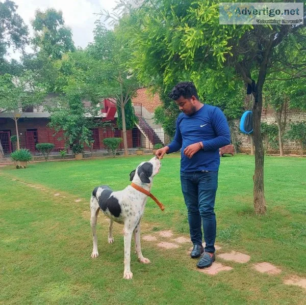 Dog grooming services in gurgaon