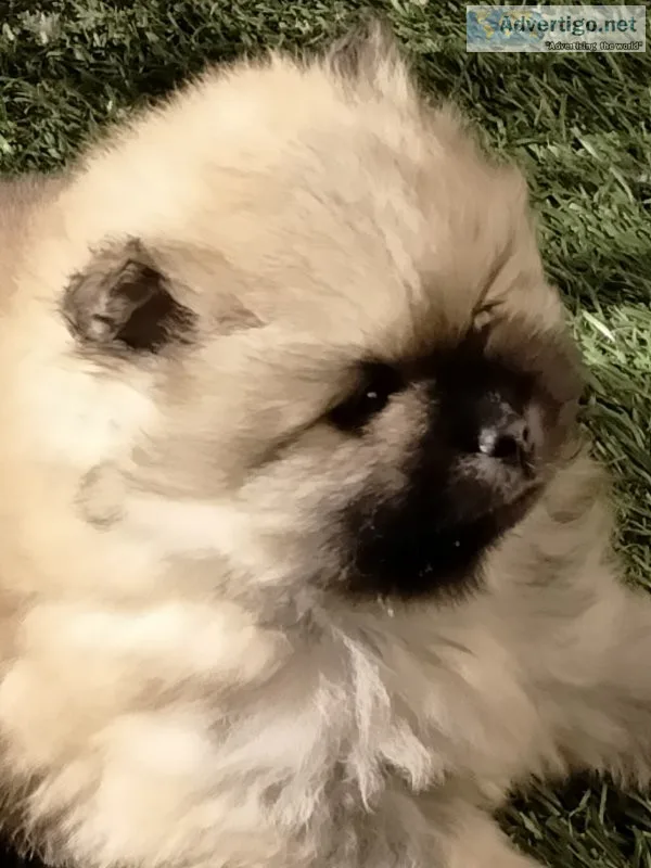 Pomeranian puppy