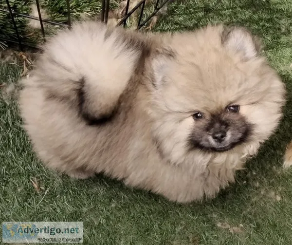 Pomeranian puppy