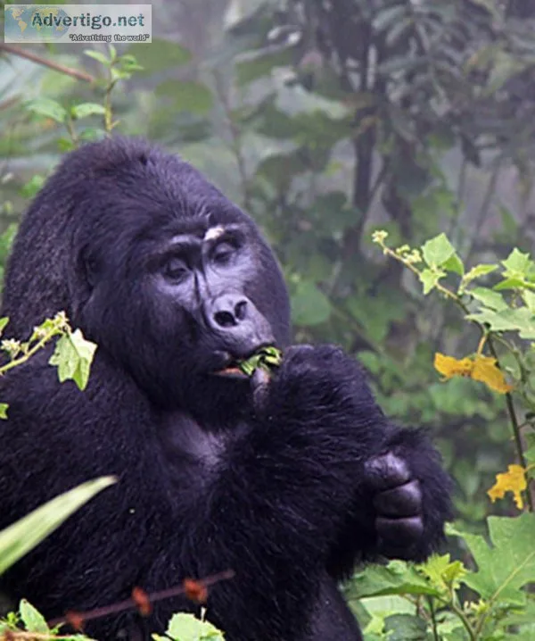 Kenyatanzaniasafari: gorilla trekking