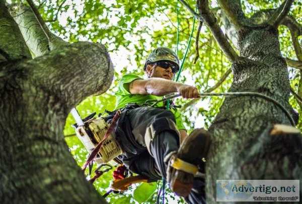 Tree removal mornington peninsula - pro cut tree removal service
