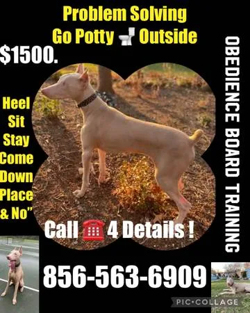Canine go pro trainer all