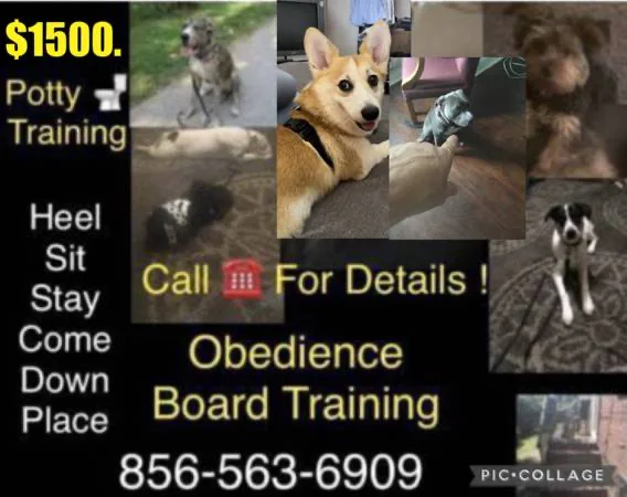 We control all breeds k9 control