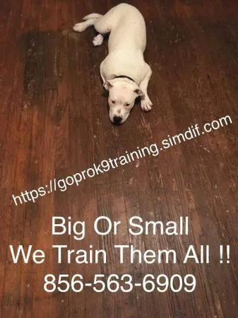 Affordable k9 trainer offers