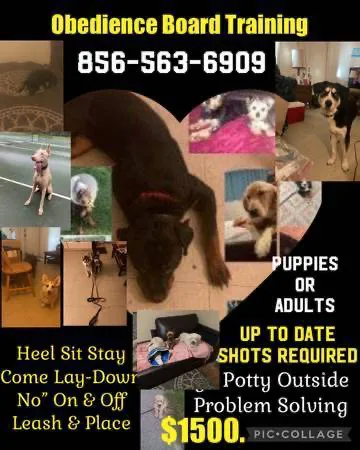 Puppy socialization training and