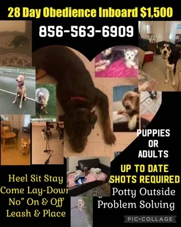 Affordable k9 trainer 4 hire and