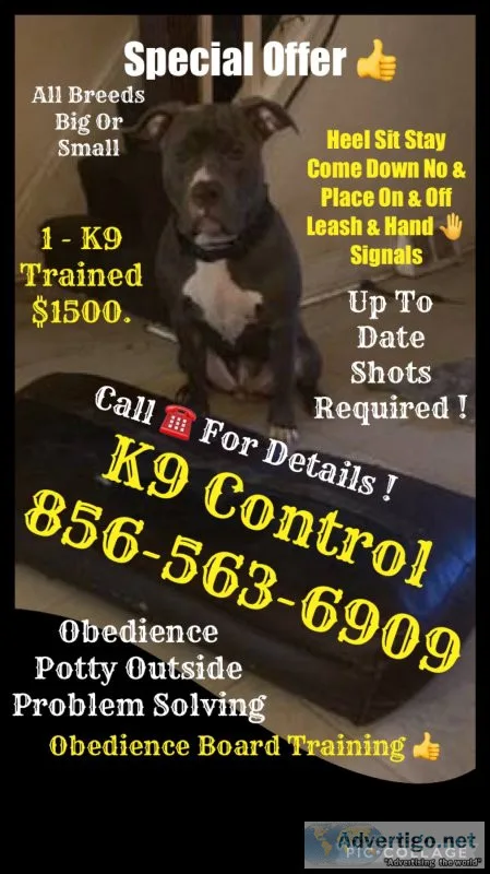 Dog handling socialization training more