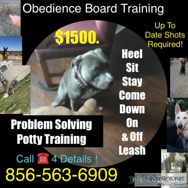 Puppy socialization training and