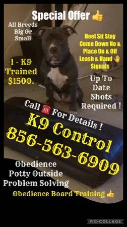 A canine off leash obedience program
