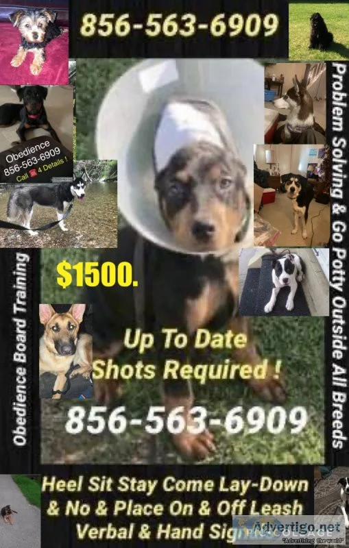 Unruly k9 behavior control