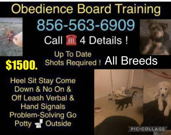 Obedience with hand ???? signals