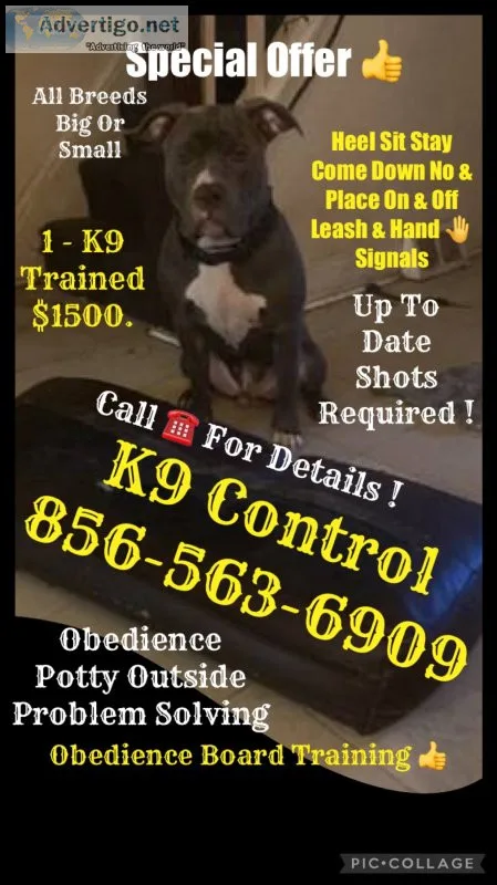 K9 control advance training