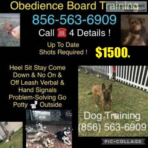 Puppy socialization training and