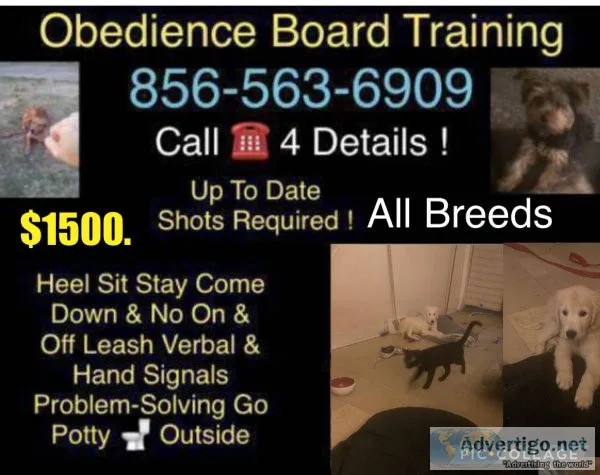 A canine off leash obedience program
