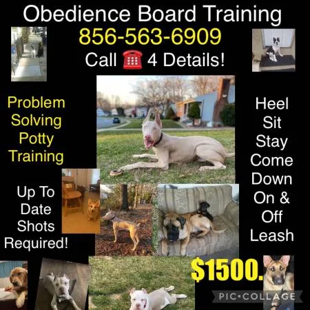 Unruly k9 behavior control