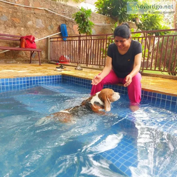 Dog grooming in gurgaon