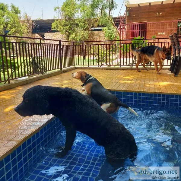 Dog grooming in gurgaon