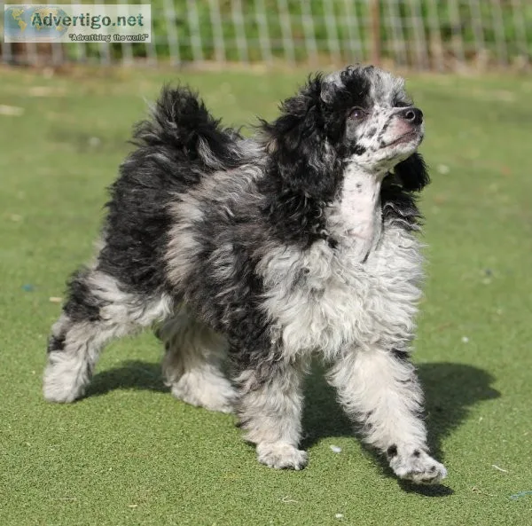 Toy poodle, dna health tested for 200 diseases, kc registered li