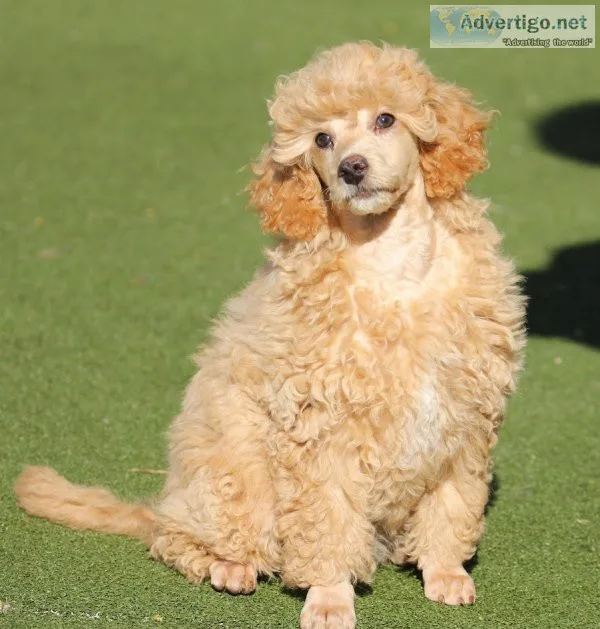 Toy poodle, dna health tested for 200 diseases, kc registered li