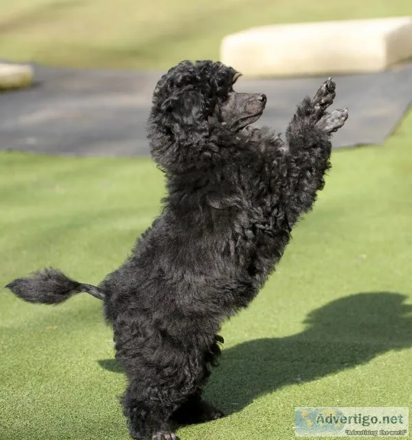 Toy poodle, dna health tested for 200 diseases, kc registered li