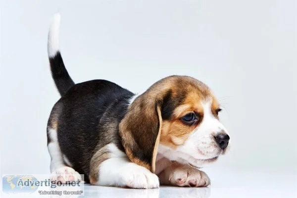 Adorable beagle puppies available