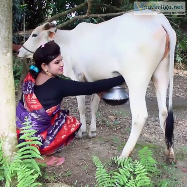 A2 milk chennai