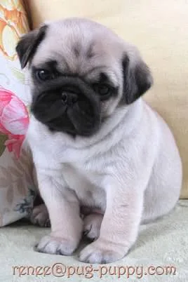 Pug puppies near boston