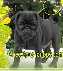 Pug puppies near boston