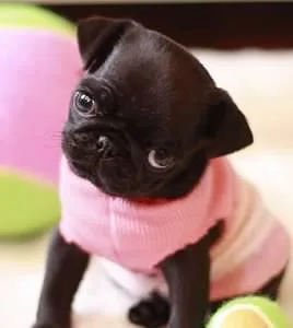 Pug puppies near boston