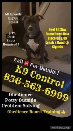 Dog puppy obedience program