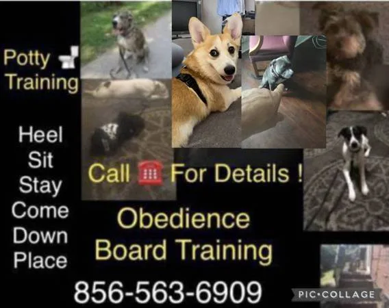 Dog puppy obedience program