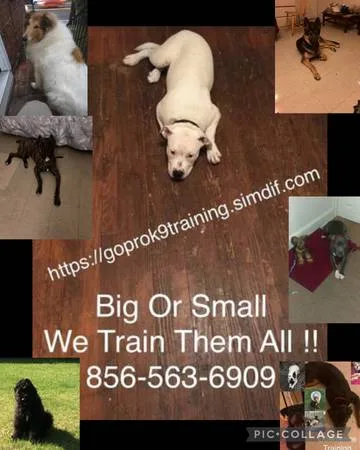 No more unruly dogs ????