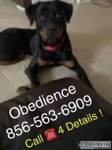 Commands obedience puppies and