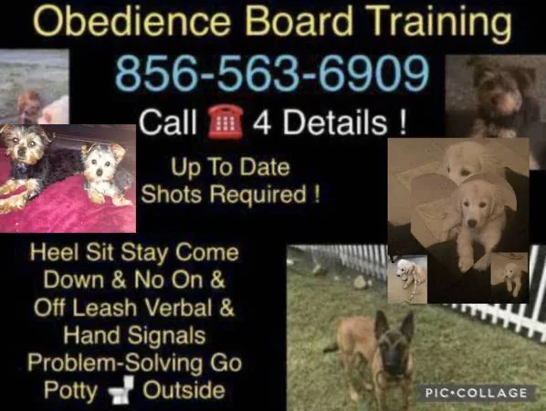 No more unruly dogs ????