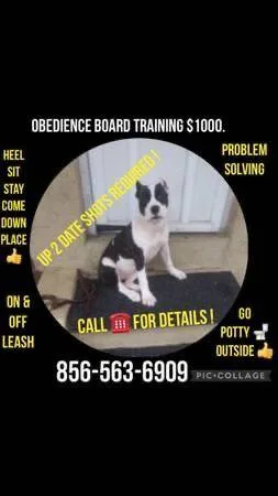 Canino perritto obediencia and