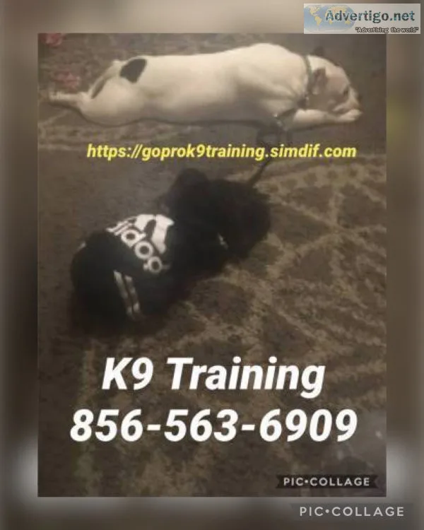 Commands obedience puppies and