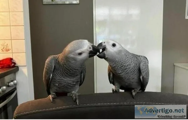 Los african grey parrots birds