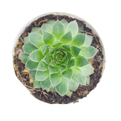 Aesthetic oval pot with vastu plants