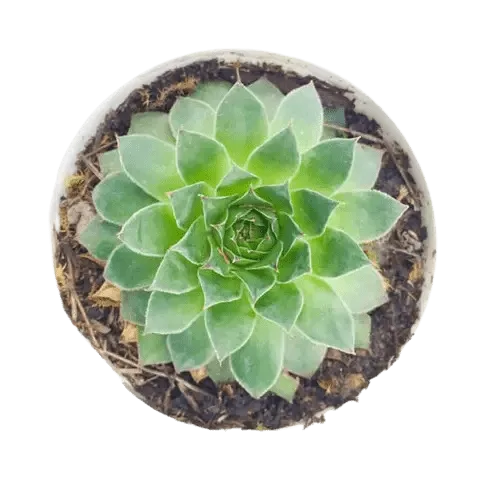 Aesthetic oval pot with vastu plants
