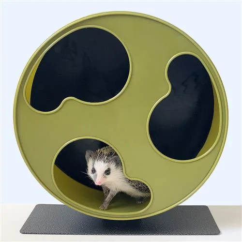 Hedgehogs & sugar gliders