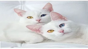 Cats and kittens For Sale Online in Chandigarh,India