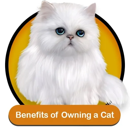 Cats and kittens For Sale Online in Chandigarh,India