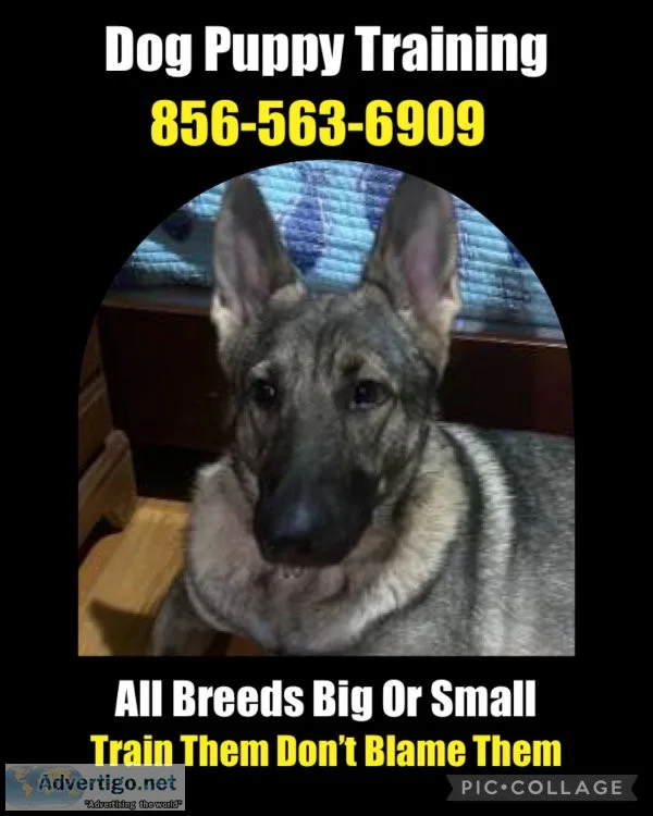 K9 obedience program deal